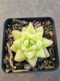 Haworthia cymbiformis(Haw.) Duval