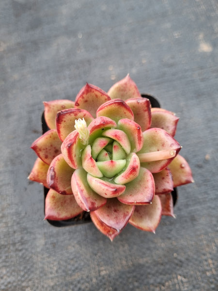 *GLGhybrid(1-989) Echeveria agavoides Ebony hybrid 乌木杂
