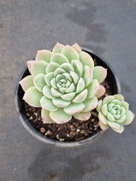 11cm pot Echeveria 'Cream Rose' 奶油玫瑰