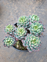 11cm pot Sedeveria Blue Elf 蓝精灵(蓝苹果）