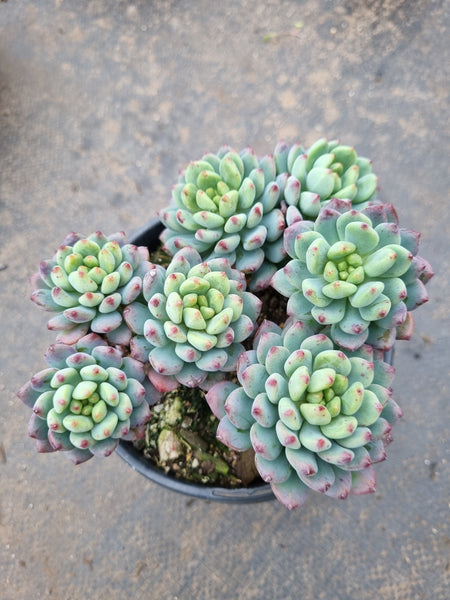 11cm pot Sedeveria Blue Elf 蓝精灵(蓝苹果）