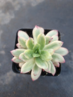 Echeveria Minibelle Variegated 小叮当锦