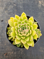 *GLGhybrid(2-136) Echeveria agavoides Ebony hybrid 乌木杂