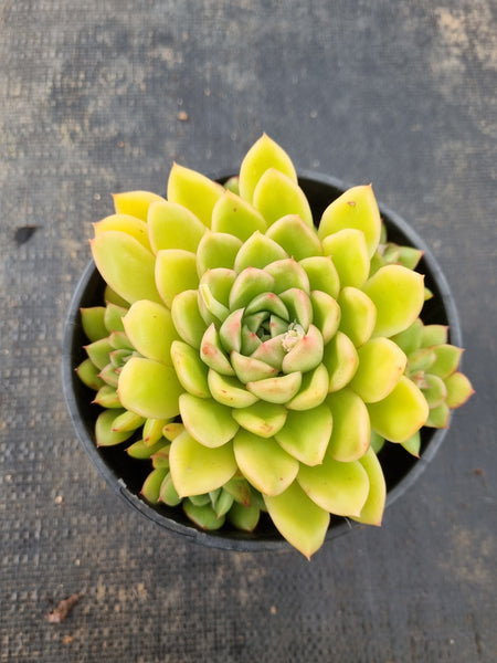 *GLGhybrid(2-136) Echeveria agavoides Ebony hybrid 乌木杂