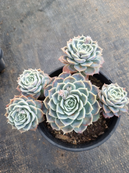 *GLGhybrid(2-254) Echeveria Halbingeri hybrid 海滨格瑞杂