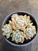 *GLGhybrid(2-271) Echeveria Iria hybrid 伊利亚杂