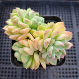 *GLGhybrid(1-337) Sedum Perezdelarosae hybrid 焦糖精灵杂