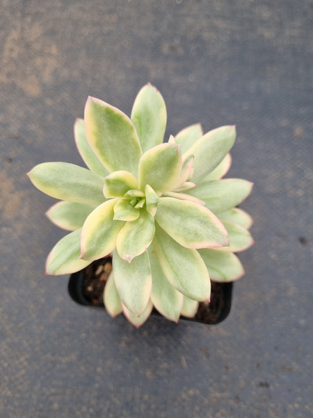 Echeveria Minibelle Variegated 小叮当锦