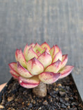 *GLGhybrid(1-822) Echeveria Pulidonis Veracruz hybrid 红边灵影杂