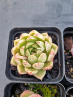 *GLGhybrid(1-1145) Special hybrid pack of 4