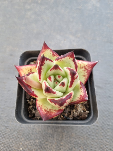 *GLGhybrid(1-1419) Echeveria agavoides Ebony hybrid 乌木杂