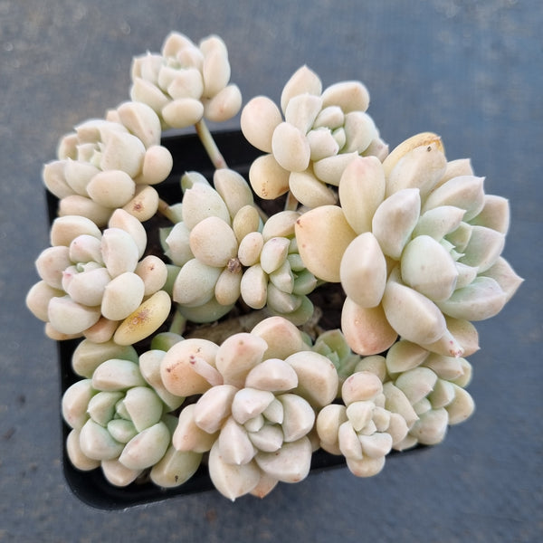*GLGhybrid(1-1639) Graptopetalum Mendozae hybrid 丸姬杂