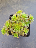 Aeonium Sedifolium x Spathulatum 小人祭