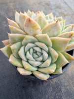 *GLGhybrid (2-186) Echeveria Mexican Giant hybrid 巨人杂