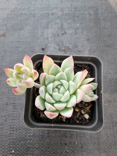 *GLGhybrid(1-397) Echeveria Elegans 'Alba' hybrid 白月影杂