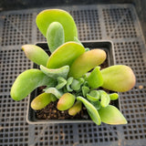 Kalanchoe firefox 火狐狸