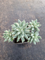 *GLGhybrid(1-701) Pachyphytum compactum hybrid 千代田之松杂