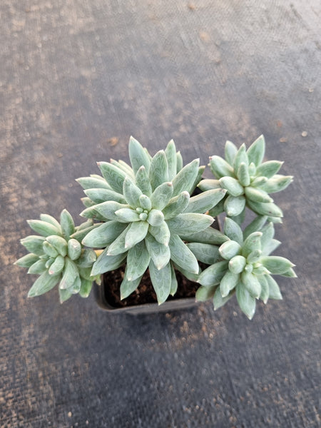 *GLGhybrid(1-701) Pachyphytum compactum hybrid 千代田之松杂