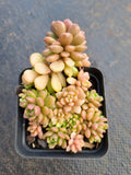 GLGhybrid Graptopetalum Cherry Danko 樱丸