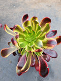 11cm pot Aeonium 'Superbang' 欧嘉莉11cm盆