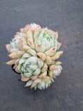 *GLGhybrid(1-797) Echeveria Elegans 'Alba' hybrid 白月影杂