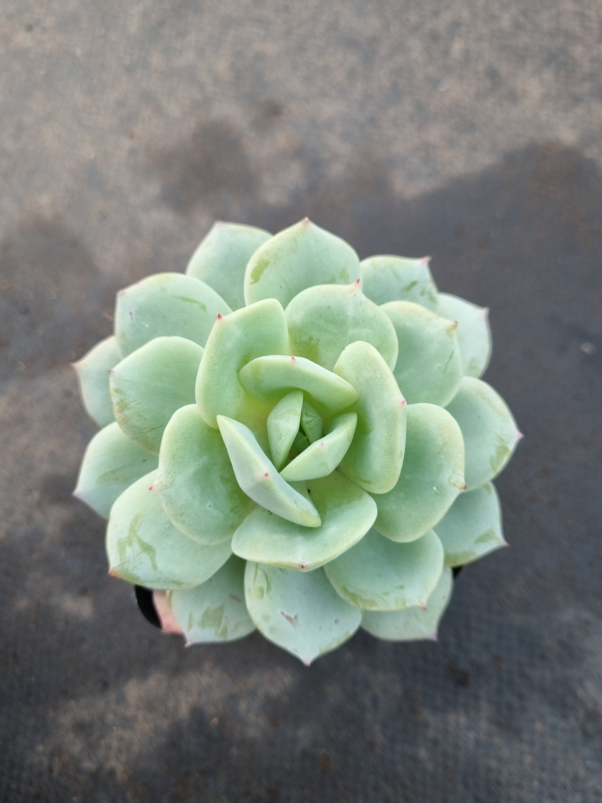 多肉植物 韓国苗 Echeveria 1108-MDH-19 MIX(名無し)20個(岡山在庫)(11/