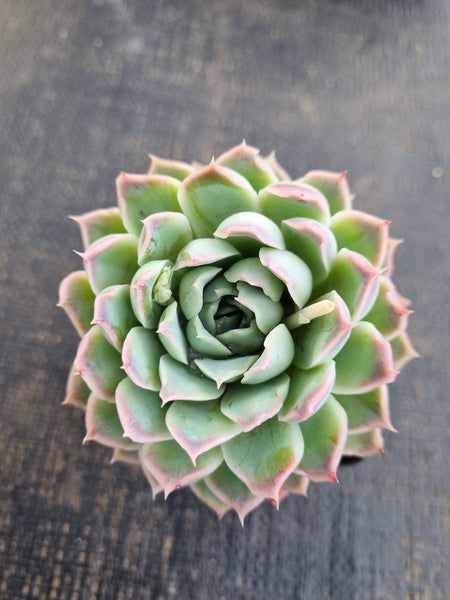 *GLGhybrid(1-1251) Echeveria Halbingeri hybrid 海滨格瑞杂