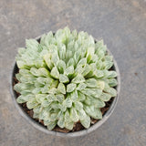11cm pot Haworthia Silver Swirls  白斑玉露11cm盆