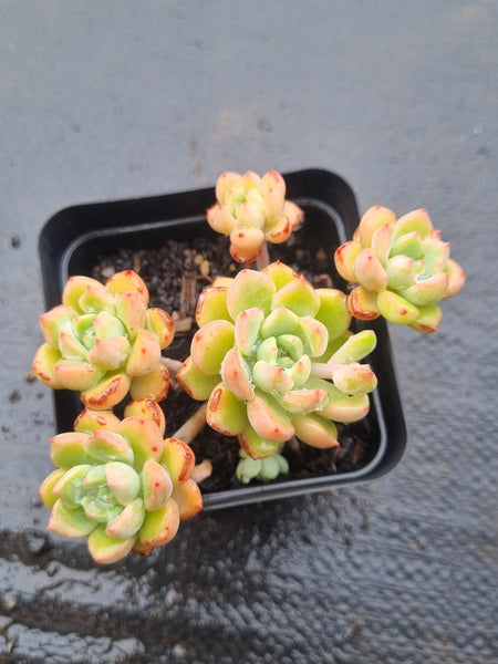 *GLGhybrid(1-1491)  Sedum Perezdelarosae hybrid 焦糖精灵杂