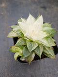 Haworthia varigated no ID 某玉露锦