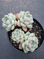 11cm pot Echeveria 'Alba Beauty' 阿尔巴佳人11cm盆