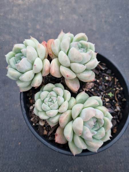 11cm pot Echeveria 'Alba Beauty' 阿尔巴佳人11cm盆