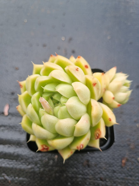 *GLGhybrid(1-1456) Echeveria Elegans 'Alba' hybrid 白月影杂