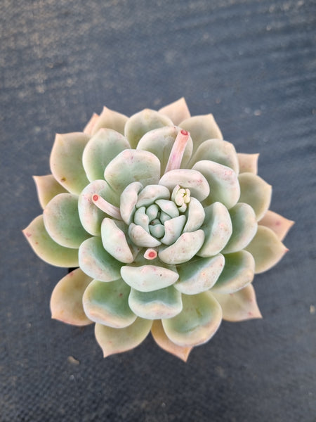 *GLGhybrid(1-1393) Echeveria Blue Bird hybrid 粉蓝鸟杂