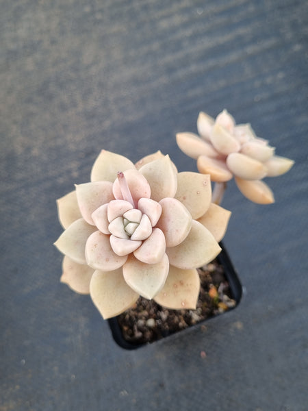 *GLGhybrid(1-1392) Graptopetalum pentandrum ‘Superbum’ hybrid 华丽风车杂