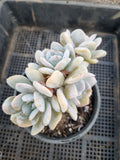 11cm pot Echeveria 'Exotic' 雪特