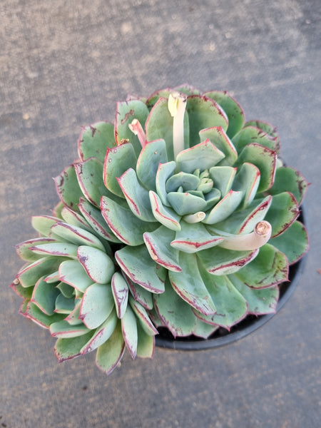 *GLGhybrid(2-362) Echeveria Puebla hybrid 普埃布拉杂