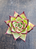 *GLGhybrid(1-1259) Echeveria agavoides Ebony hybrid 乌木杂