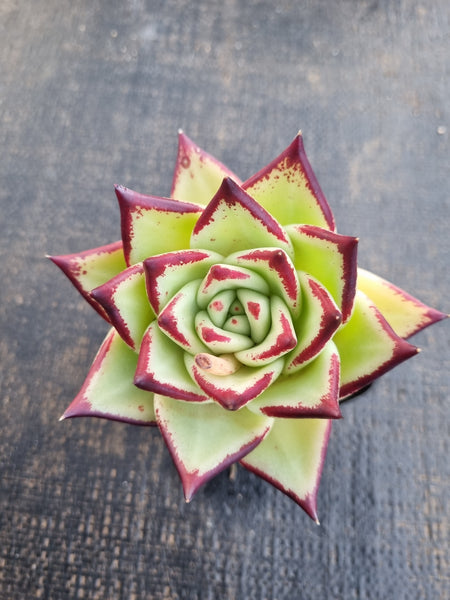 *GLGhybrid(1-1259) Echeveria agavoides Ebony hybrid 乌木杂