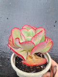 Echeveria no ID 不知名红边包菜
