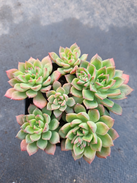 Echeveria Leisal