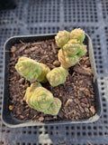 Crassula Columella 绒塔