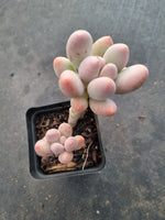*GLGhybrid(1-1032) Pachyphytum hybrid  奶酪杂