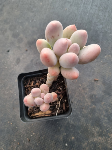 *GLGhybrid(1-1032) Pachyphytum hybrid  奶酪杂