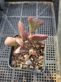 Adromischus Triflorus (Red) 爱心水泡