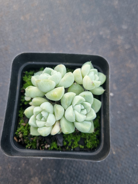 Echeveria elegans 'Albicans' 阿尔卑斯厚叶月影