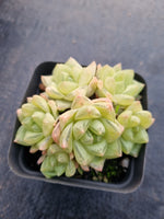 Haworthia cymbiformis(Haw.) Duval