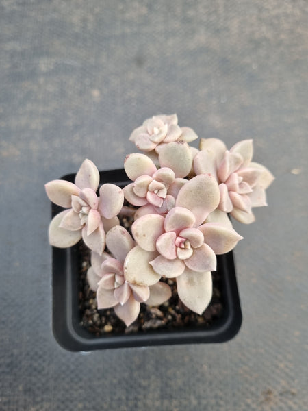 *GLGhybrid(1-923) Graptopetalum Mendozae X Echeveria brown Sugar 丸姬杂红糖