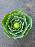 Aeonium aurea sp
