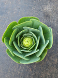 Aeonium aurea sp